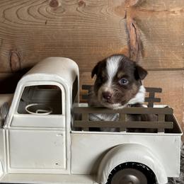 RTM2 - Red tri male Miniature Australian Shepherd puppy in Lexington, Nebraska from Osborne's Aussies