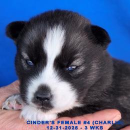 CINDER'S FEMALE 4 - Black and white female Siberian Husky puppy in Manilla, Iowa from Bruck's Siberian Huskies