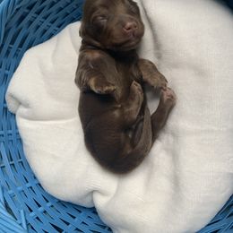 Dachshund Puppies from L & A Dachshunds