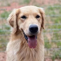 Dove - Golden Retriever