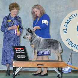 Karma - Australian Cattle Dog