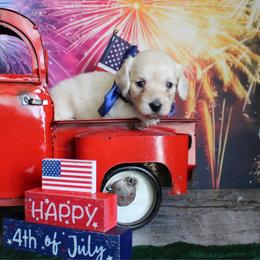 Brittney - Cream female Dachshund puppy in Pace, Florida from Shoebox Doxie’s