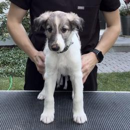 Silken Windhound Puppies from Cadence Silken Windhounds