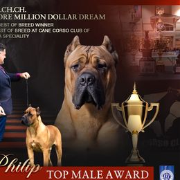 Cane Corso from FIDECORE