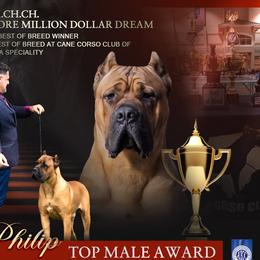 Cane Corso from FIDECORE