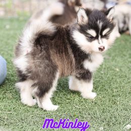 McKinley - Black and white female Pomsky puppy in Humeston, Iowa from M.A.R. Dogs