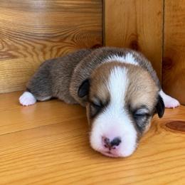 Copper - Sable male Pembroke Welsh Corgi puppy in Saratoga, Wyoming from Maria's Pembroke Welsh Corgis