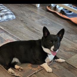 Sister - White and black female Pembroke Welsh Corgi puppy in Collinsville, Mississippi from Lindsey's Lovely Little Corgis