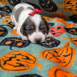 Ember - Dapple female Dachshund puppy in Mansfield, Missouri from Owens Farm