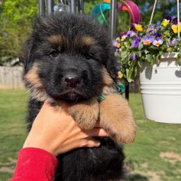 Drew - Black and red male German Shepherd puppy in Harvard, Illinois from Aus Dem Meer German Shepherds