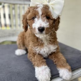 Goldendoodle Puppies from Ivy’s Doodles