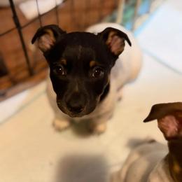 Schooner - Black and white male Teddy Roosevelt Terrier puppy in Wasilla, Alaska from Story Kennel