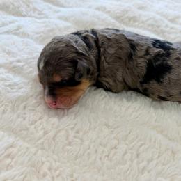 Basil - Merle female Bernedoodle puppy in Hegins, Pennsylvania from Bubbling Springs Doodles, LLC