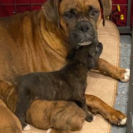 Boxer Puppies from Furevermore Boxers