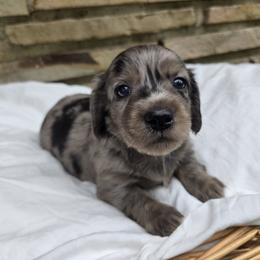 Dachshund Puppies from Pure Joy Dachshunds