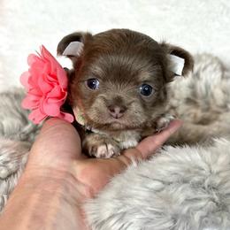 Mila - Silver female Chihuahua puppy in Mesa, Arizona from Arizona Dream Chihuahuas