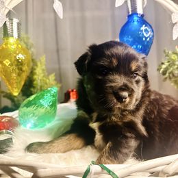 Violet - Black tri female Miniature Australian Shepherd puppy in Wauchula, Florida from Sun & Moon Aussies