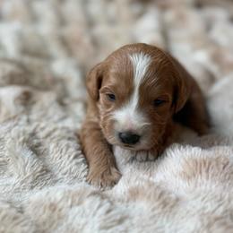 Cinnamon Roll - Red  female Goldendoodle puppy in Jacksonville, Florida from Dandelion Doodles