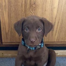 Dilute Retriever Puppies from Virdin’s Silver Labs