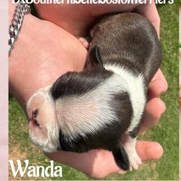 Wanda - Black and white female Boston Terrier puppy in Brazos Point, Texas from TX Southern Belle Bostons
