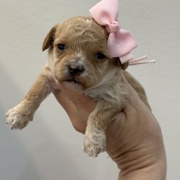 Pink - Apricot female Cavapoo puppy in Waskom, Texas from Pearls & Curls doodles & poodles