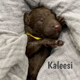 Poodle Puppies from Agape Standard Poodles