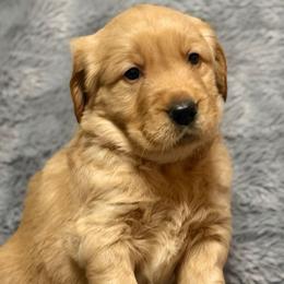 Honor - Dark golden male Golden Retriever puppy in Salt Lake City, Utah from Soaring golden retrievers