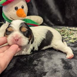 Mr Darcy - Tri-color male Cavalier King Charles Spaniel puppy in Placerville, California from Quartz Mountain Doodles