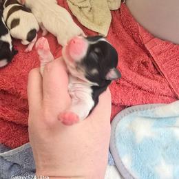 Girl 3 - Black and white female Havanese puppy in Melba, Idaho from Lawson Havanese