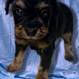 Girl 1 - Black and tan female Schnoodle puppy in Rancho Cordova, California from Snickerdoodle Doodles