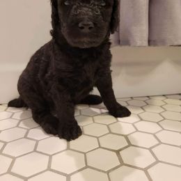 Girl 5 - Poodle puppy in Saltville, Virginia from Tumbling Creek Poodles and Doodles