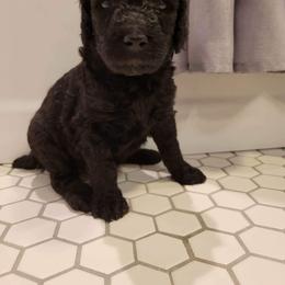 Girl 5 - Poodle puppy in Saltville, Virginia from Tumbling Creek Poodles and Doodles