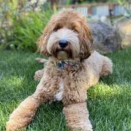 Ashley - Australian Labradoodle