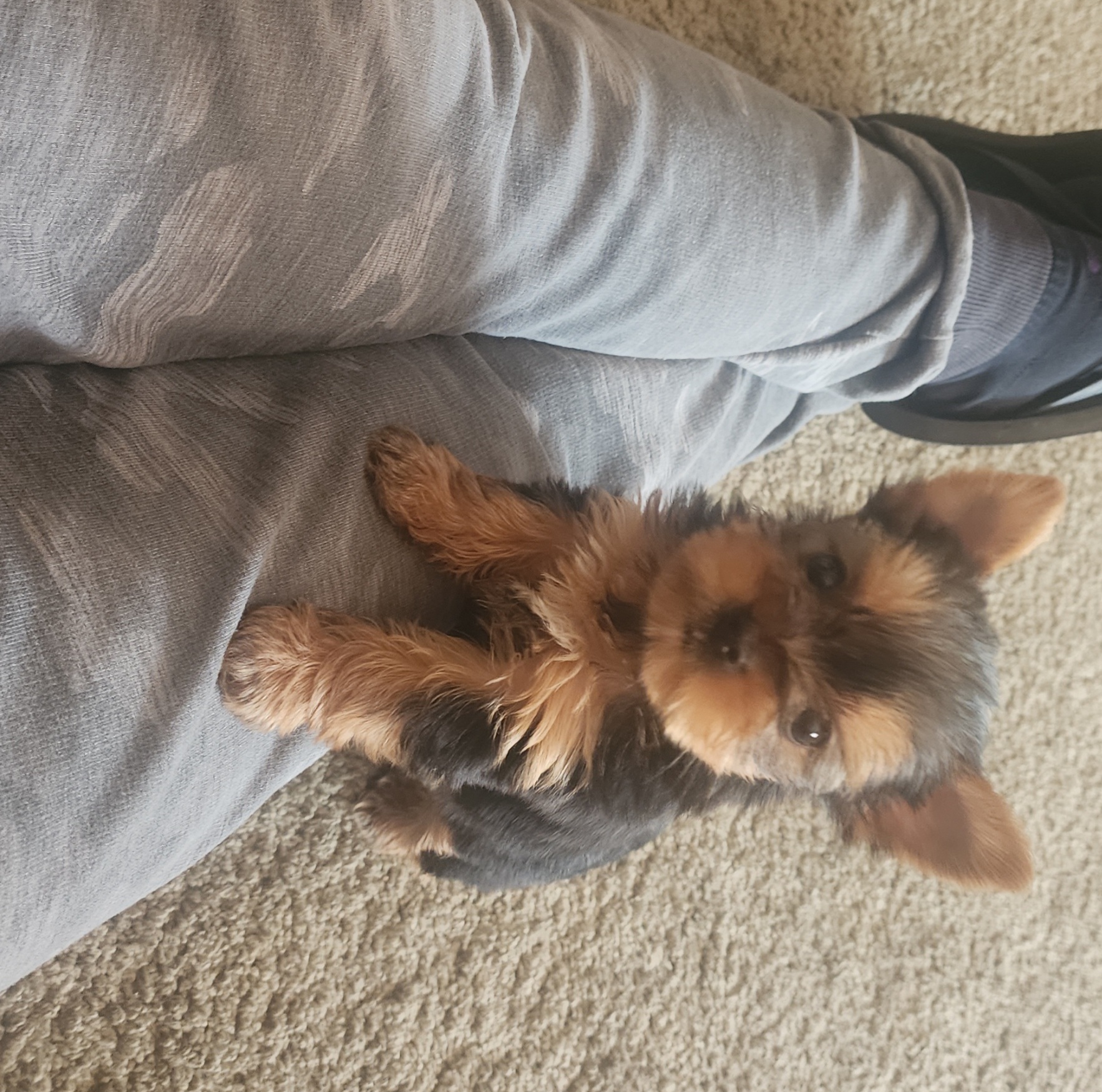 Girl 4 April - Black and tan Yorkshire Terrier puppy in Junction City, Ohio from On The Edge Of A Dream Yorkies