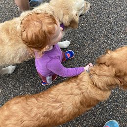 Golden Retriever All Grown Up from Golden Acres LLC