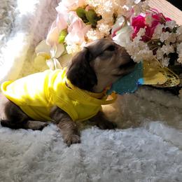Dachshund Puppies from CLARK'S BREEDING PROGRAM
