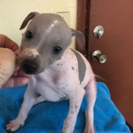 American Hairless Terriers from Matthews Ranch