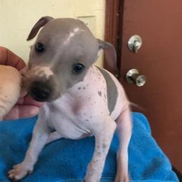 American Hairless Terriers from Matthews Ranch