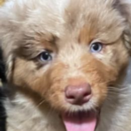 Australian Shepherd Puppies from Log House Farm Aussies