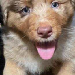 Australian Shepherd Puppies from Log House Farm Aussies
