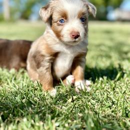 Love Bug - Red merle female Toy Australian Shepherd puppy in Lincoln, California from Country Dreams Mini Aussies