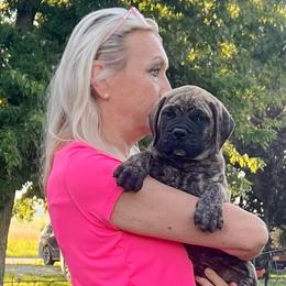 Lime - Fawn brindle male Bullmastiff puppy in Pleasant Hill, Missouri from Marconian Bullmastiffs
