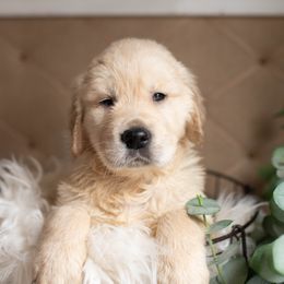 German Shepherd, Goldendoodle, and Golden Retriever Puppies from Silver Pines Pups