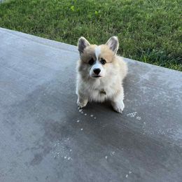 Miniature American Shepherd and Pembroke Welsh Corgi Puppies from Zugspitze Pembroke Welsh Corgis & Mini American Shepherds
