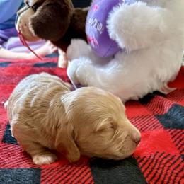 Beckham - Cream male Dachshund puppy in Homedale, Idaho from Jeff & Joette
