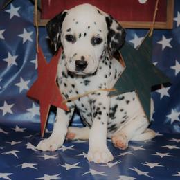 Dalmatian Puppies from Snow Dalmatians