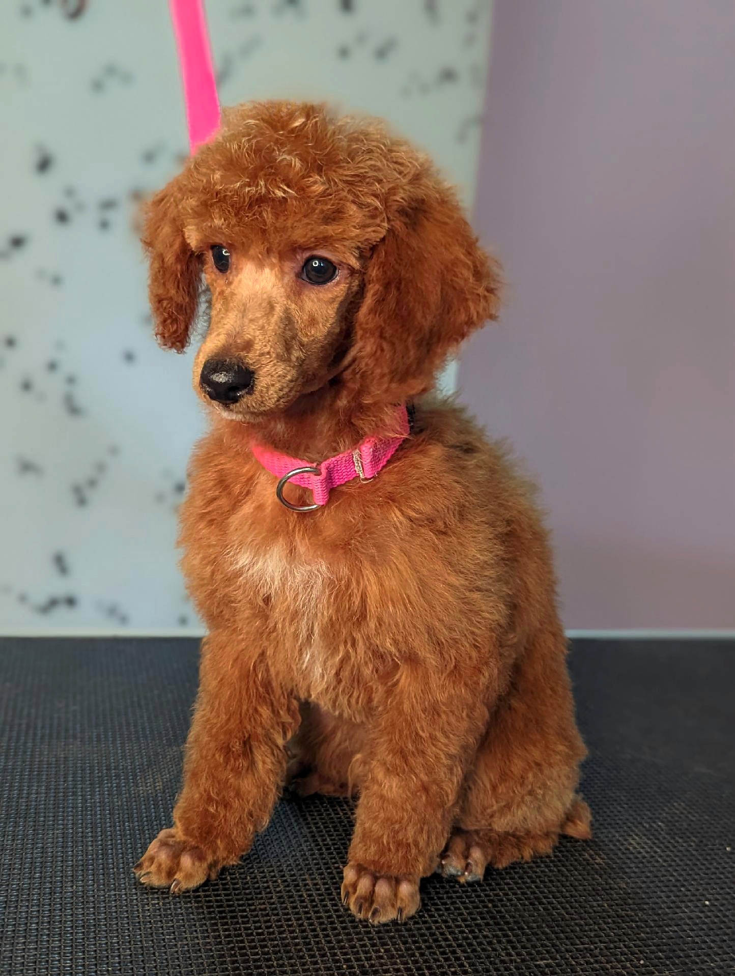 Poodle Puppies from Princely Poodles