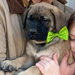Luigi - Fawn male Mastiff puppy in Wewoka, Oklahoma from P Diamond Mastiffs