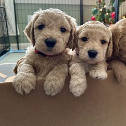 Goldendoodle Puppies from Lykeable Farms