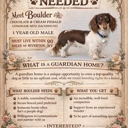 Boulder - Chocolate and cream male Dachshund puppy in Alexander, Wyoming from Wild Rose Ridge Doxies